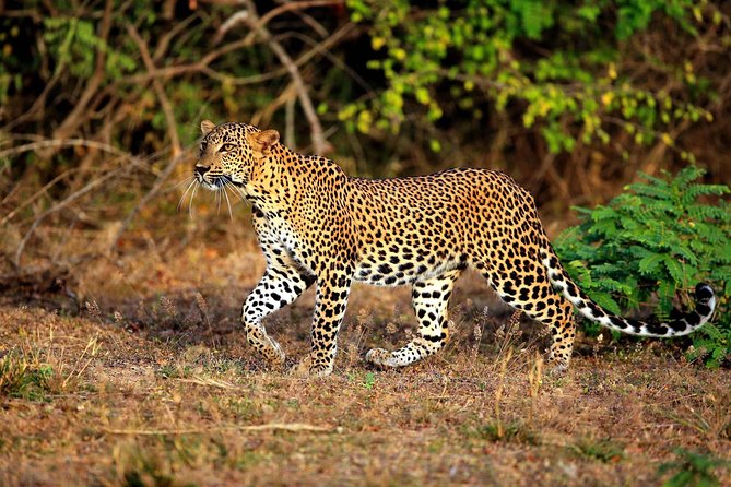 Yala Safari Private Day Trip from Bentota and Kalutara Areas - The Early 4:30 a.m. Start and the Long Drive You’ll Feel
