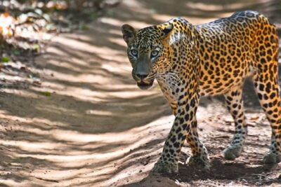 Yala Safari Private Day Trip from Bentota and Kalutara Areas - Door-to-Door Pickup in Bentota and Kalutara Areas