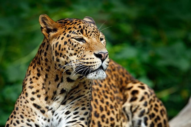 Yala Safari Private Day Trip from Bentota and Kalutara Areas - Wildlife-Spotting Tips for a Private Jeep Day (That Keep You Happy)