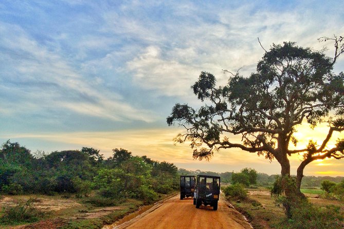 Yala Safari Private Day Trip from Bentota and Kalutara Areas - Lunch at Your Own Expense, Plus How to Plan It