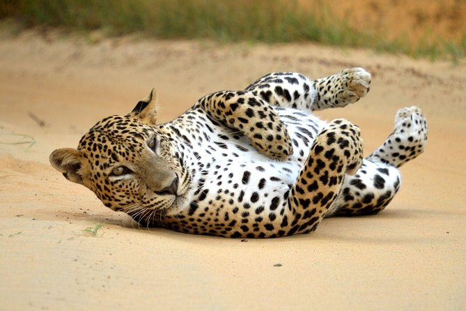 Yala Safari Private Day Trip from Bentota and Kalutara Areas - Patanangalla Beach or Manik River: The Best Part of the Wind-Down