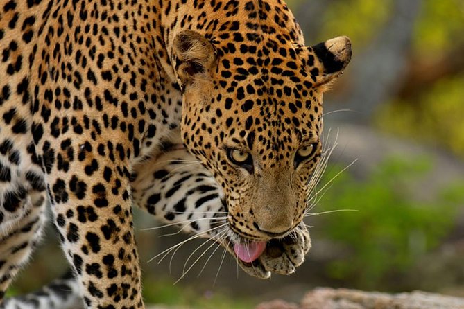 Yala Safari Private Day Trip from Bentota and Kalutara Areas - Price and Value: Is $810 Reasonable for a Yala Private Day?