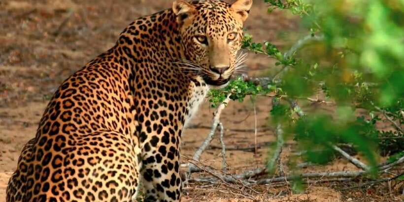 Yala Safari (Private) from Yala & Tissamaharama area. - A Private Safari Jeep Experience: Comfort, Control, and Better Viewing Time