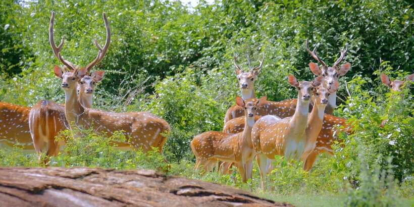 Yala Safari (Private) from Yala & Tissamaharama area. - Yala’s Wildlife Targets: Leopards, Bears, Elephants, and Crocodile Chances