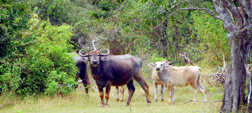 Yala Safari (Private) from Yala & Tissamaharama area. - Price and Value at $120 per Person: What’s Included and Why It’s Not Just a Number