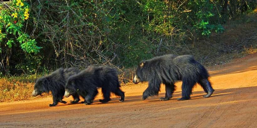 Yala Safari (Private) from Yala & Tissamaharama area. - Who Should Book This Private Yala Safari, and Who Should Skip It