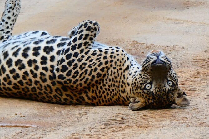 YALA SAFARI TOUR from Galle/Mirissa/Matara/Tangalle/Ella & More.. - Key highlights you’ll care about
