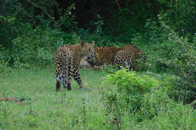 YALA SAFARI TOUR from Galle/Mirissa/Matara/Tangalle/Ella & More.. - Pickup, timing, and how the day usually flows