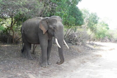 YALA SAFARI TOUR from Galle/Mirissa/Matara/Tangalle/Ella & More.. - The safari jeep and binoculars: why this setup matters