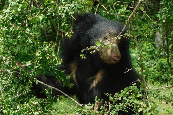 YALA SAFARI TOUR from Galle/Mirissa/Matara/Tangalle/Ella & More.. - Leopard chances, elephant sightings, and other big moments