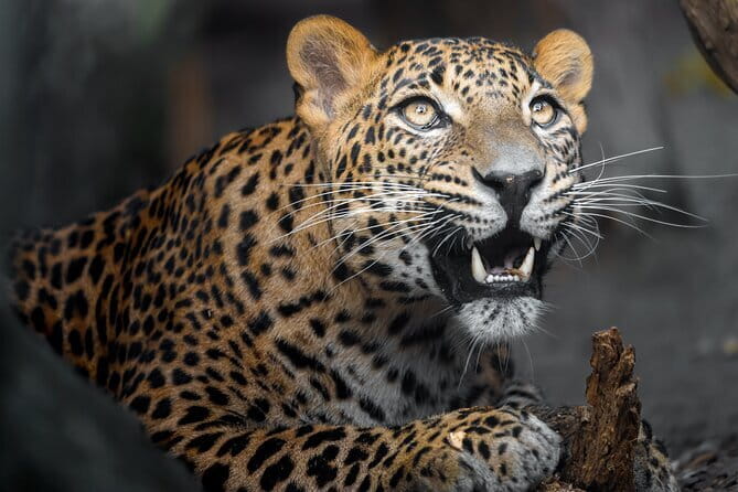 YALA SAFARI TOUR from Galle/Unawatuna/Mirissa/Tangalle/Ella - Key Things to Know Before You Go