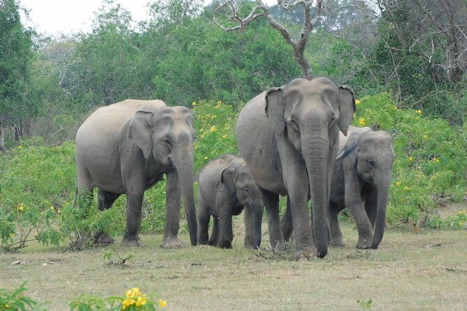 YALA SAFARI TOUR from Galle/Unawatuna/Mirissa/Tangalle/Ella - How Yala Works on This Schedule