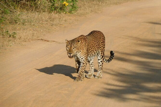 YALA SAFARI TOUR from Galle/Unawatuna/Mirissa/Tangalle/Ella - Safari Jeep and Guiding: Small Group, Active Search