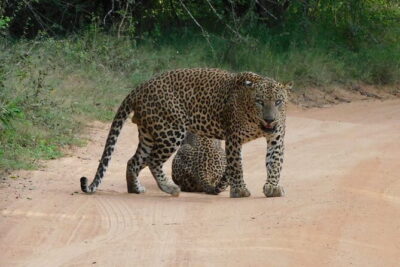 YALA SAFARI TOUR from Galle/Unawatuna/Mirissa/Tangalle/Ella - Private Pickup: The Value of Door-to-Door Transport