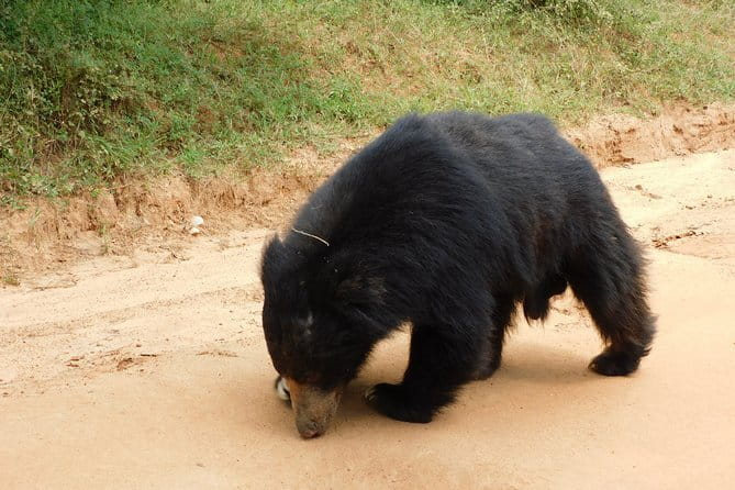 YALA SAFARI TOUR from Galle/Unawatuna/Mirissa/Tangalle/Ella - Price and Logistics: What You Pay For (and What You Don’t)
