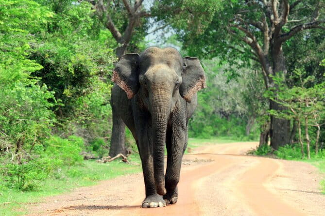 YALA SAFARI TOUR from Galle/Unawatuna/Mirissa/Tangalle/Ella - Who This Safari Fits Best (and Who Should Reconsider)