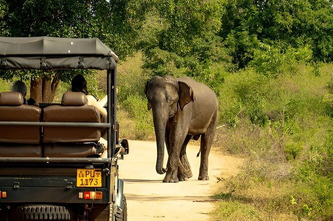 YALA SAFARI TOUR from Galle/Unawatuna/Mirissa/Tangalle/Ella - Should You Book This Yala Safari Tour?