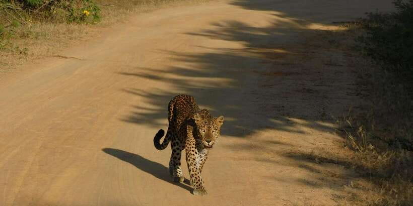 Yala Safari Tour from Hambantota Port area (Shore Excursion) - Key things I’d watch for before you go