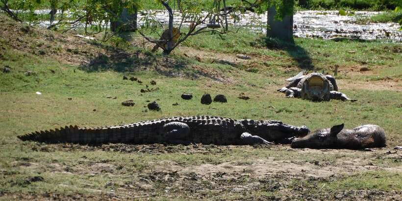 Yala Safari Tour from Hambantota Port area (Shore Excursion) - The jeep experience: comfort vs. reality on bumpy roads