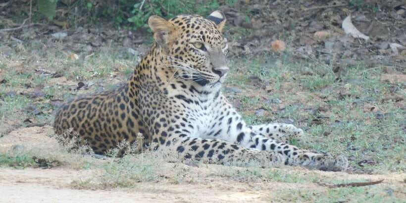 Yala Safari Tour from Hambantota Port area (Shore Excursion) - Price and value: is $67 fair for a Yala safari?