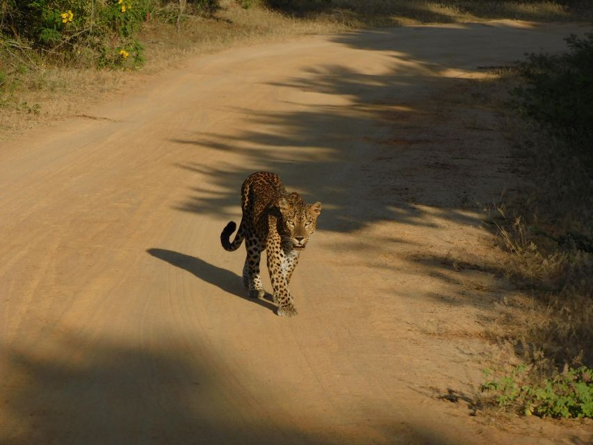 Yala Safari Tour from Hambantota Port area (Shore Excursion) - Wildlife expectations: elephants, birds, and the leopard question