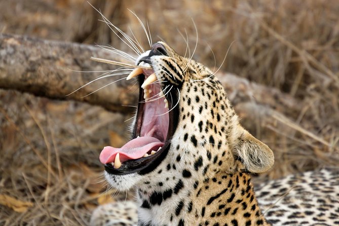 Yala Safari Tour from Hambantota Port (Shore Excursion) - Key Points at a Glance