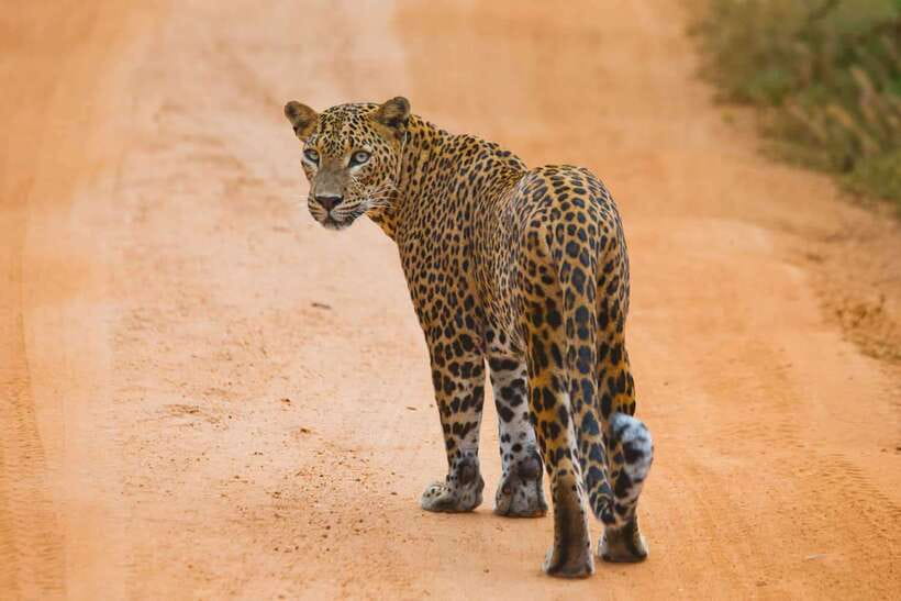 YALA SAFARI TOUR from TANGALLE/HIRIKETIYA/MIRISSA/GALLE - Quick hits before you go