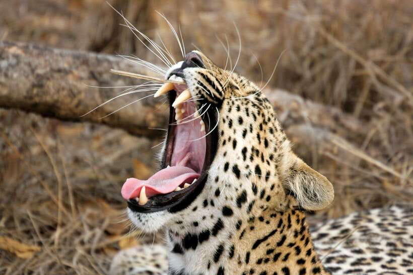 YALA SAFARI TOUR from TANGALLE/HIRIKETIYA/MIRISSA/GALLE - Guides make the hunt: Sasanka, Dilan, Ishan, Tikiri, and Vishwa
