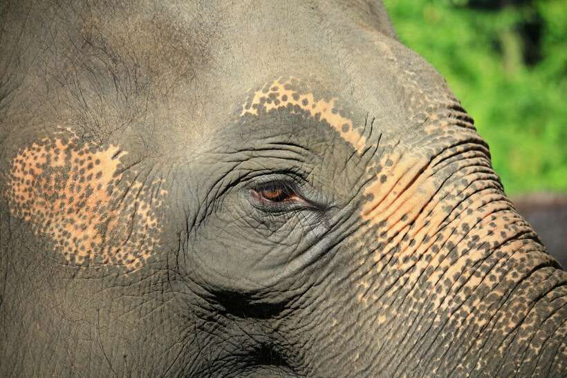 YALA SAFARI TOUR with Galle/Mirissa/Tangalle/Ella Transfers - Key things to know before you go
