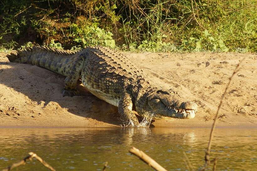 YALA SAFARI TOUR with Galle/Mirissa/Tangalle/Ella Transfers - Why a Yala safari with south-coast transfers is worth it