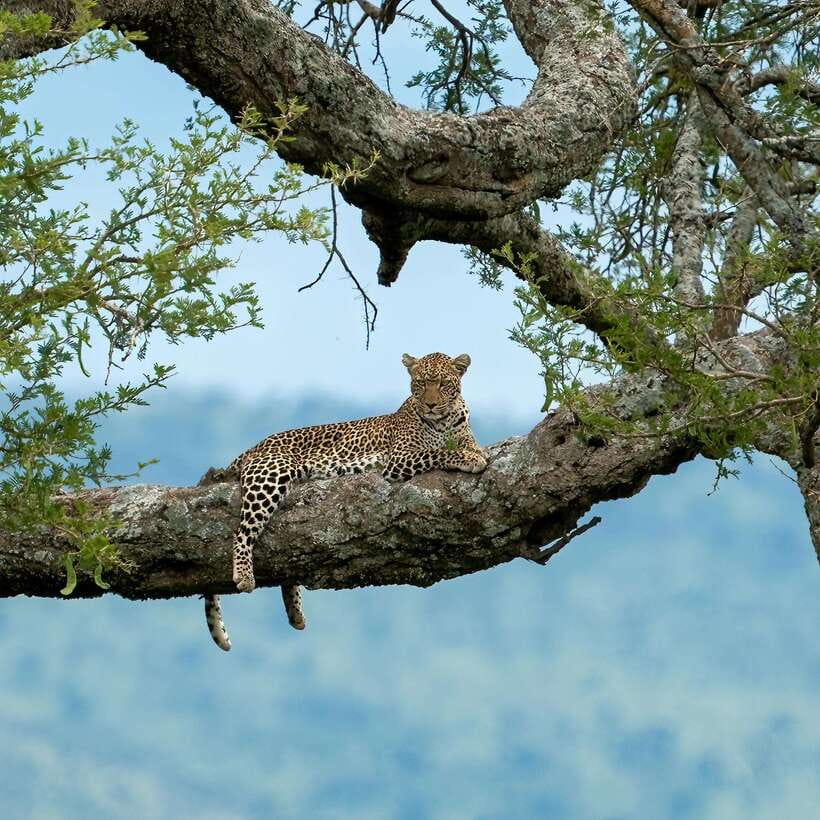 YALA SAFARI TOUR with Galle/Mirissa/Tangalle/Ella Transfers - Inside Yala: how the day flows once you’re in the park