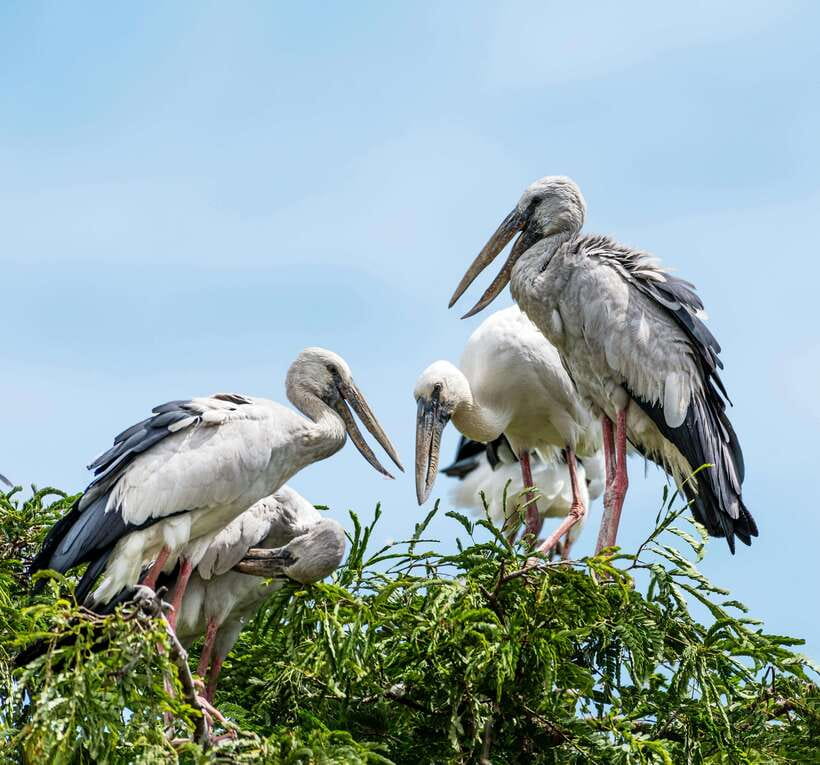 YALA SAFARI TOUR with Galle/Mirissa/Tangalle/Ella Transfers - The safari jeep (and why up to 6 people matters)