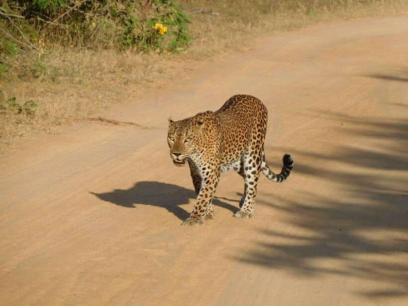 YALA SAFARI TOUR with Galle/Mirissa/Tangalle/Ella Transfers - Breakfast and the small comforts that save your mood