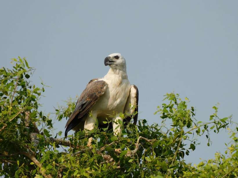 YALA SAFARI TOUR with Galle/Mirissa/Tangalle/Ella Transfers - Timing, tickets, and the one thing that can slow you down