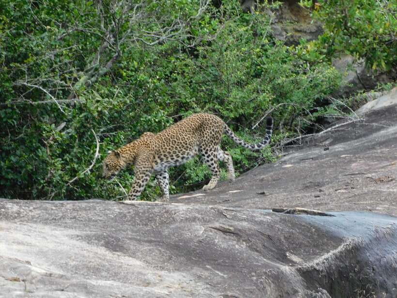 YALA SAFARI TOUR with Galle/Mirissa/Tangalle/Ella Transfers - Who this Yala safari works best for