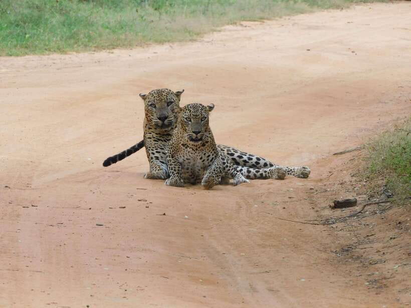 YALA SAFARI TOUR with Galle/Mirissa/Tangalle/Ella Transfers - Private pickup and drop-off: what you gain (and what to double-check)