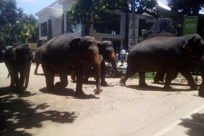 Your Private 06 nights and 07 Days tour - Day 1: Airport transfer and Sigiriya lion rock in the evening
